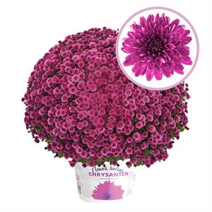 Afbeelding van Bolchrysant P19 "Geen Kleur"!!! Purple